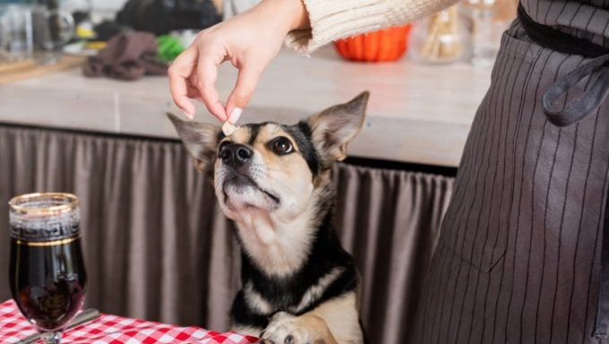 Shedding-Hund Thanksgiving