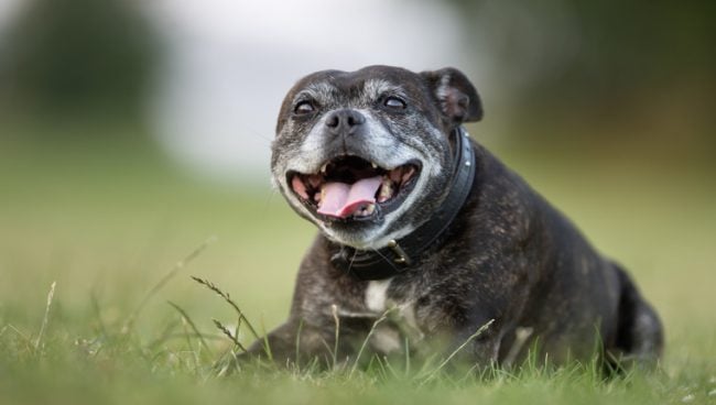 alter Staffordshire-Bullterrier, der auf Gras draußen für immer zu Hause liegt
