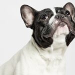 Warum die Französische Bulldogge nicht die beliebteste Hunderasse sein sollte