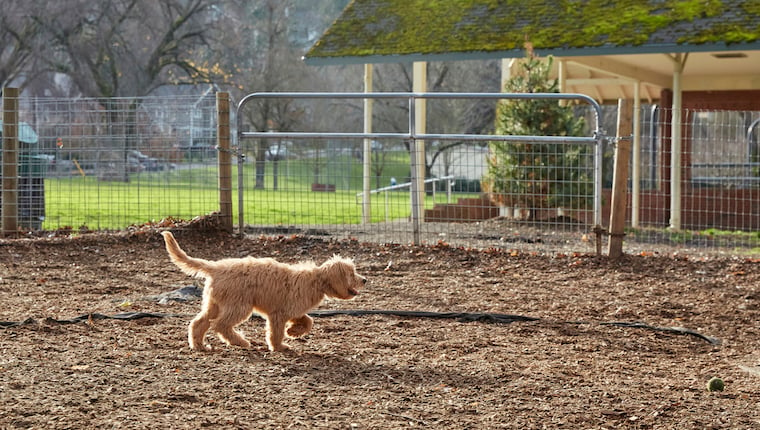 Änderungen am Sacramento New Dog Park verärgern Hundeeltern