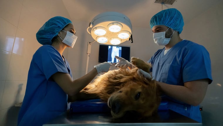 Chirurgen finden 44 Haarbänder im Magen eines Hundes