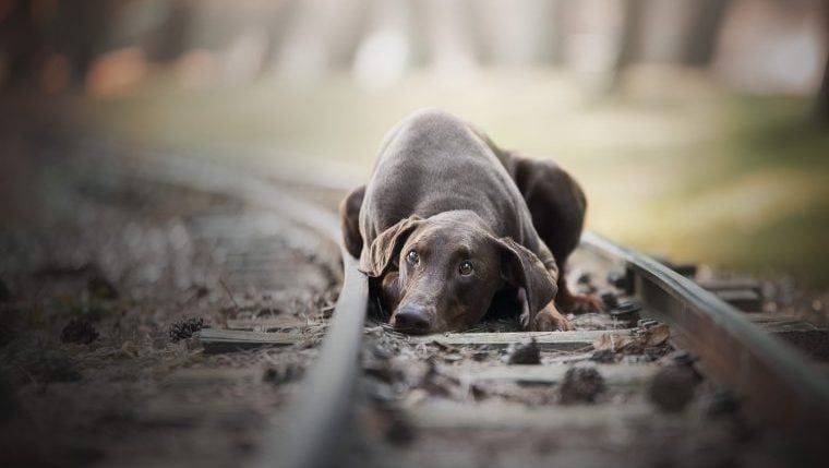 Verletzter Hund namens Lucky wurde verlassen auf Bahngleisen gefunden