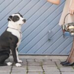 Instagram-Influencer sieht sich mit Gegenreaktion konfrontiert, weil er Stray Dog für Likes getreten hat