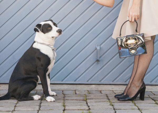 Instagram-Influencer sieht sich mit Gegenreaktion konfrontiert, weil er Stray Dog für Likes getreten hat