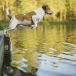 Der Florida Dog Club veranstaltet ein wettkampforientiertes Wasserereignis