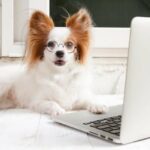 Hund bekommt Bürojob, um Trennungsangst zu lindern