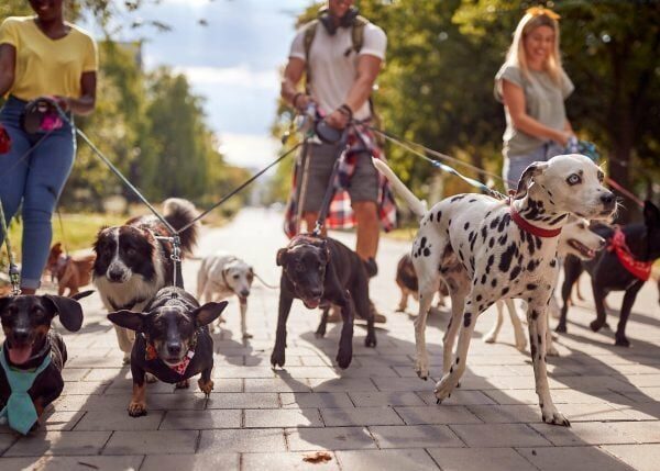 Northamptonshire hebt das mehrfache Auslaufverbot für Hunde auf