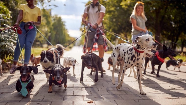 Northamptonshire hebt das mehrfache Auslaufverbot für Hunde auf