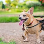 Hund, der mit Schienen laufen lernte, sucht ein Zuhause für immer