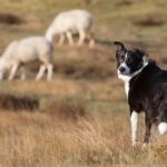 Georgia Sheepdog kämpft und tötet 8 Kojoten