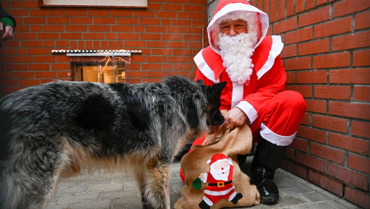 Wie Sie Hunden in Tierheimen in dieser Weihnachtszeit helfen können