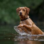 Hund gerettet, nachdem er über den Hudson River geschwommen war