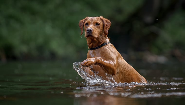 Hund gerettet, nachdem er über den Hudson River geschwommen war