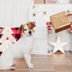 Amazon Prime Holiday Deals, von denen Hundeeltern profitieren können