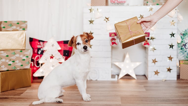Amazon Prime Holiday Deals, von denen Hundeeltern profitieren können