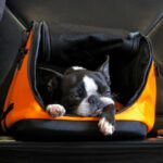 TSA findet Hund in Tasche am Flughafen-Röntgenkontrollpunkt