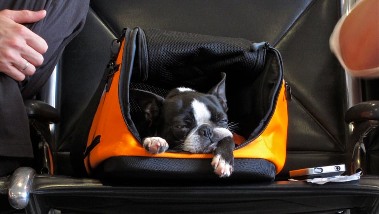 TSA findet Hund in Tasche am Flughafen-Röntgenkontrollpunkt