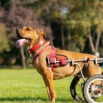 Behinderter Hund wird neues Gesicht von Dog Mom's Charity