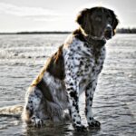 Polizei rettet Hund und Elternteil aus dem zugefrorenen See