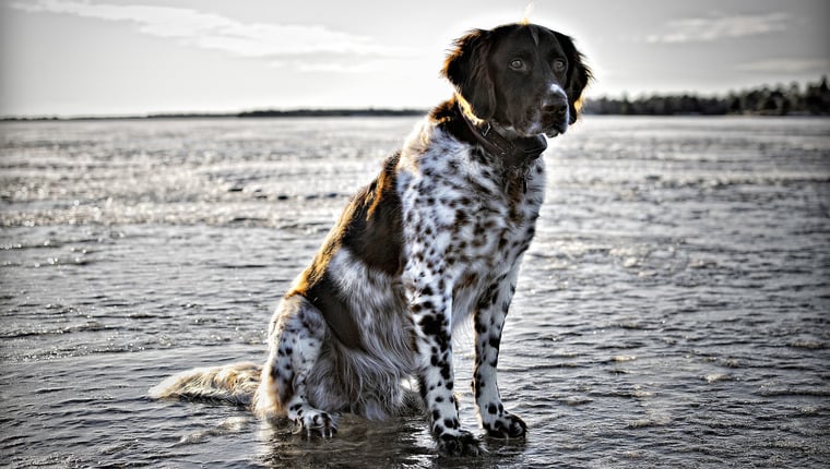 Polizei rettet Hund und Elternteil aus dem zugefrorenen See