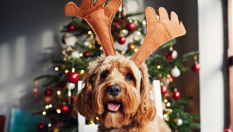 Top festliche Leckereien für Hunde in dieser Weihnachtszeit