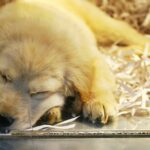 Tierhandlungen in New York dürfen ab 2024 keine Hunde mehr verkaufen