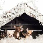 Doggy Daycare stellt Krippe mit Hunden nach