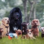Studie erstellt Verhaltenskarte von Hunden und deckt genetische Abstammungslinien auf
