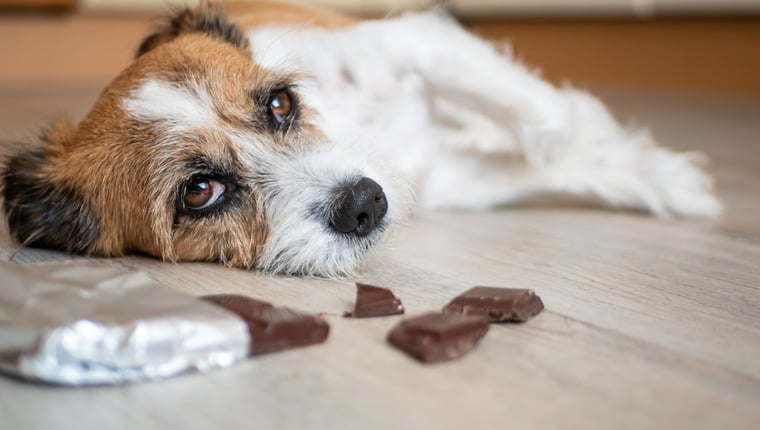 Hund frisst ganze Dose Pralinen – Elternteil warnt andere