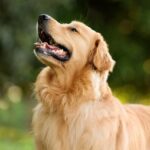 Golden Retriever mit Verhaltensproblemen verbessert sich mit Hundefreund