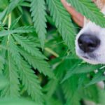 Wie legales Cannabis Hunde stoned macht