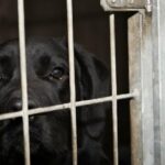 Britischer Labrador versehentlich auf falschem Flug nach Saudi-Arabien geschickt