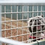 Großbritannien in der „Tierschutzkrise“, sagt Dogs Trust