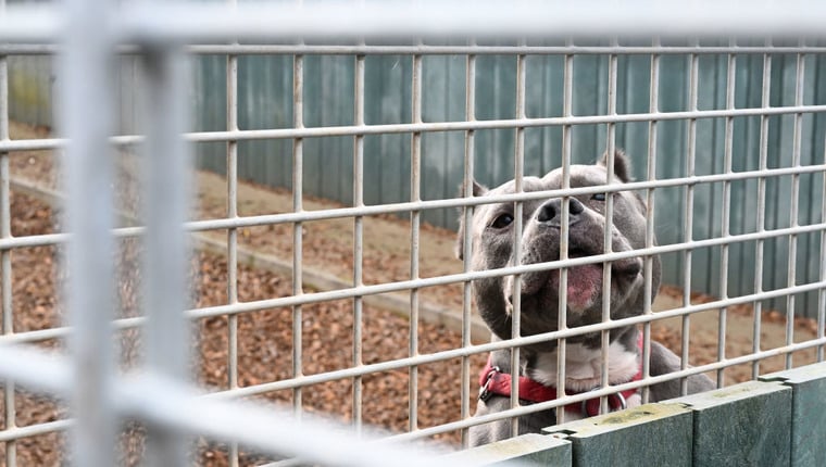 Großbritannien in der „Tierschutzkrise“, sagt Dogs Trust