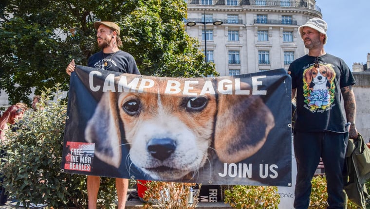 Animal Rebellion rettet 18 Beagles aus der Testeinrichtung