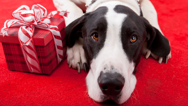 Der ultimative Leitfaden für Last-Minute-Weihnachtsgeschenke für den Hundeelternteil in Ihrem Leben