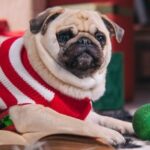 Hund frisst Elfe im Regal, lebt, um ein weiteres Weihnachten zu sehen