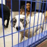 Hunde, die aus Zuchteinrichtungen gerettet wurden, kommen bei der Wisconsin Humane Society an