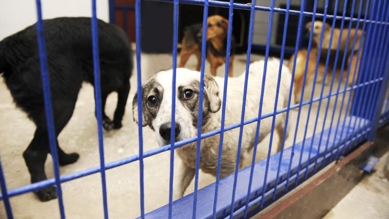 Hunde, die aus Zuchteinrichtungen gerettet wurden, kommen bei der Wisconsin Humane Society an