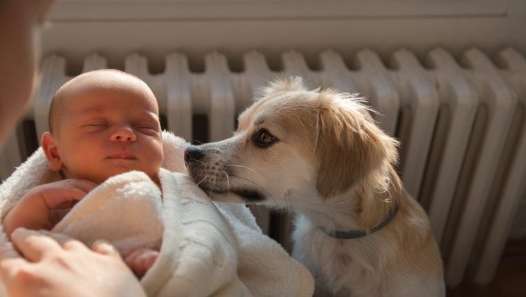 Hund, der Eltern mit neugeborenen Zwillingen hilft, wird auf TikTok viral