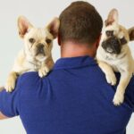Hundeeltern von brachyzephalen Hunden zum Studium gesucht