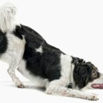 Wie One Play Signals Researcher die Adoptionsraten von Hunden erhöht