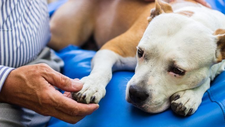 Ein heldenhafter Hund, der das Leben der Eltern gerettet hat, stirbt an Trennungsangst