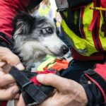 Entlaufener Hund gerettet, nachdem er auf der Florida-Überführung steckengeblieben war