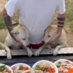 Mann in Thailand kocht Weihnachtsfest für Straßenhunde