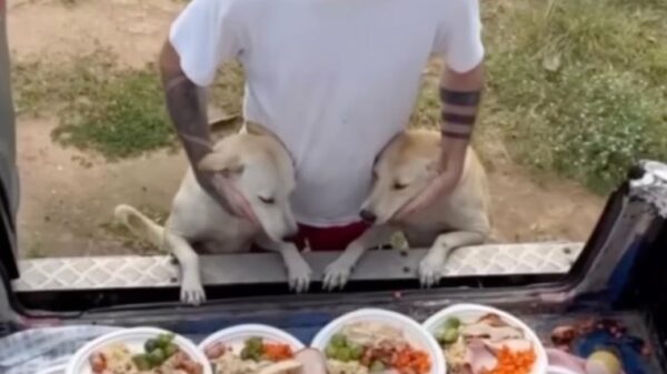 Mann in Thailand kocht Weihnachtsfest für Straßenhunde
