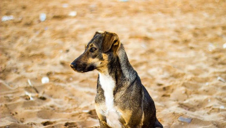 Reisendes Paar sammelt Geld, um streunenden Hund zu adoptieren