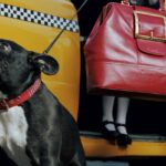 Lernen Sie Dogxi kennen, den neuen Taxiservice für Hunde