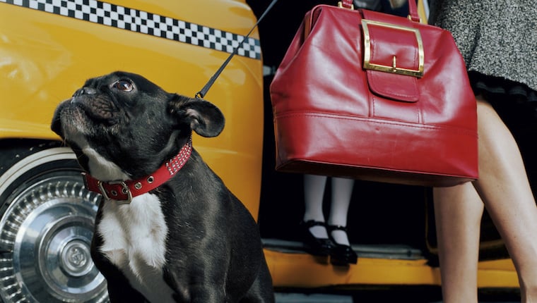 Lernen Sie Dogxi kennen, den neuen Taxiservice für Hunde