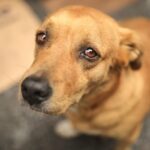 Fehlende Entwurmung gefährdet Hunde im Süden Chiles
